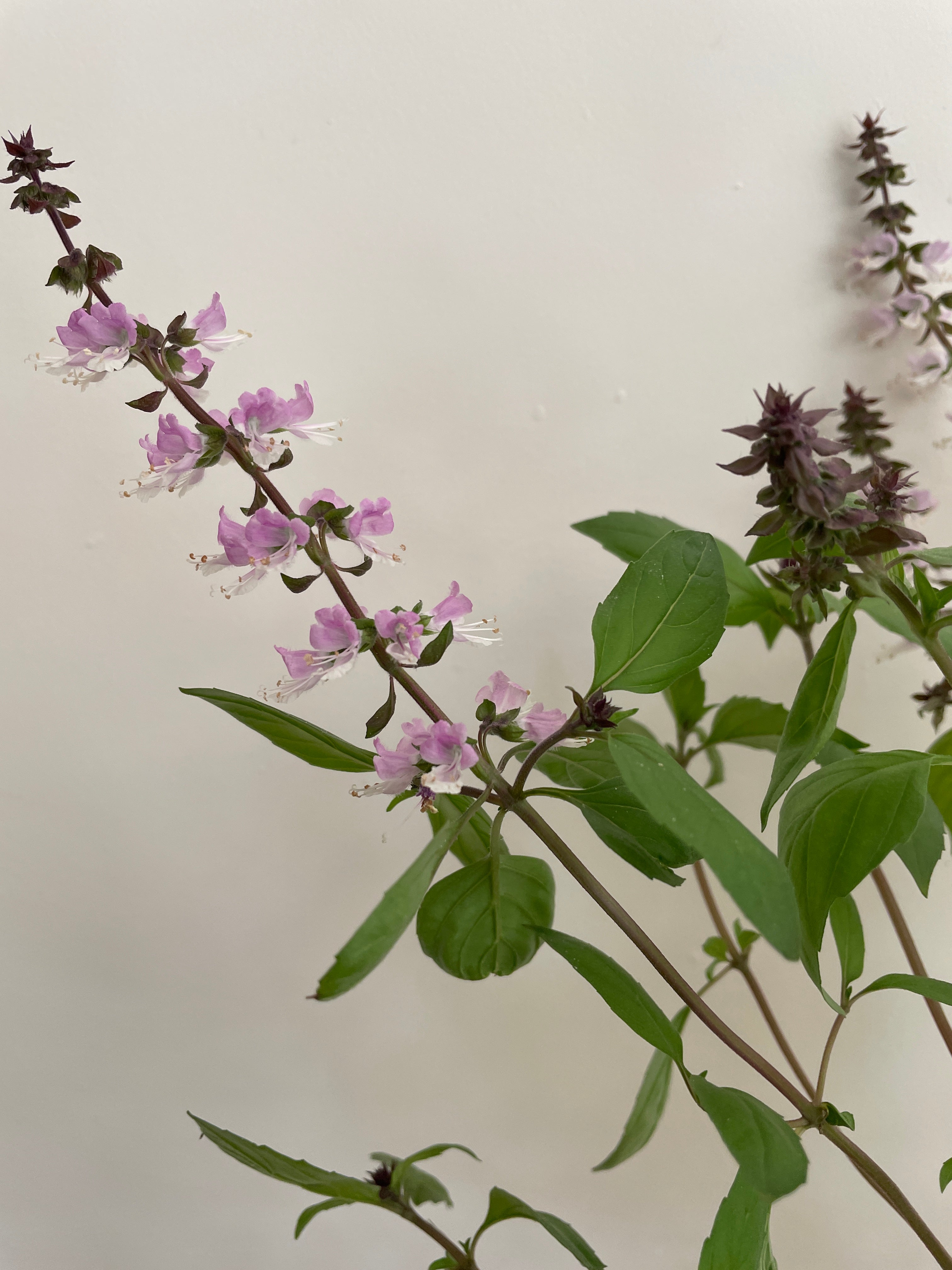 A close-up of large leaf Thai basil with purple-green leaves and delicate pink flowers against a neutral background.