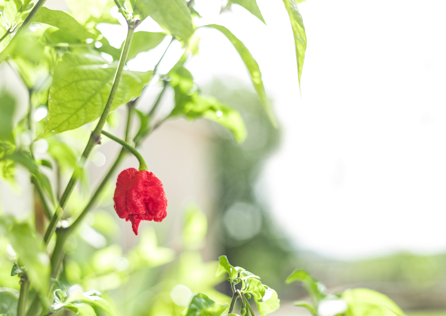 Bright red Carolina Reaper pepper hanging on a green plant with blurred background, showcasing its unique shape and colour.