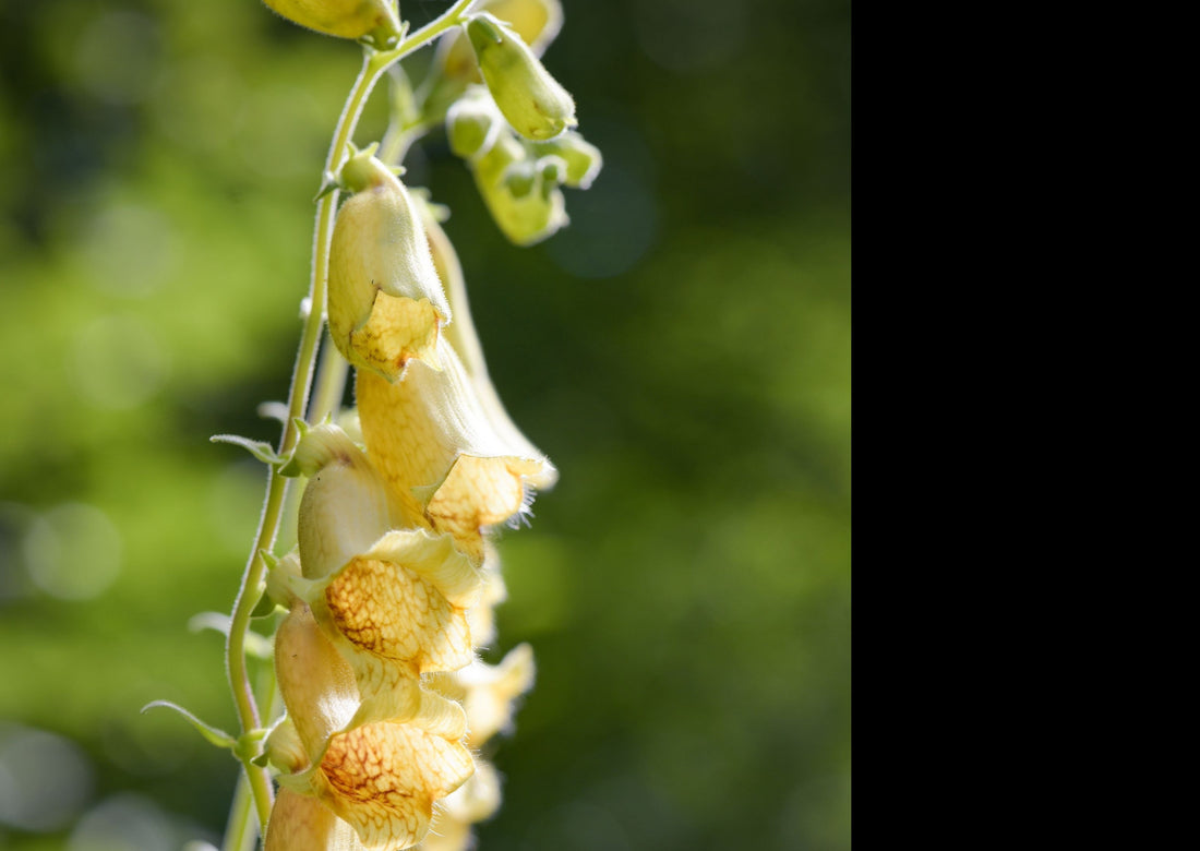 Foxglove Primrose Yellow