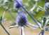 Sea Holly (Eryngium Planum) with vibrant blue thistle-like flowers and spiky leaves in a garden setting. Ideal for fresh and dried flower arrangements.