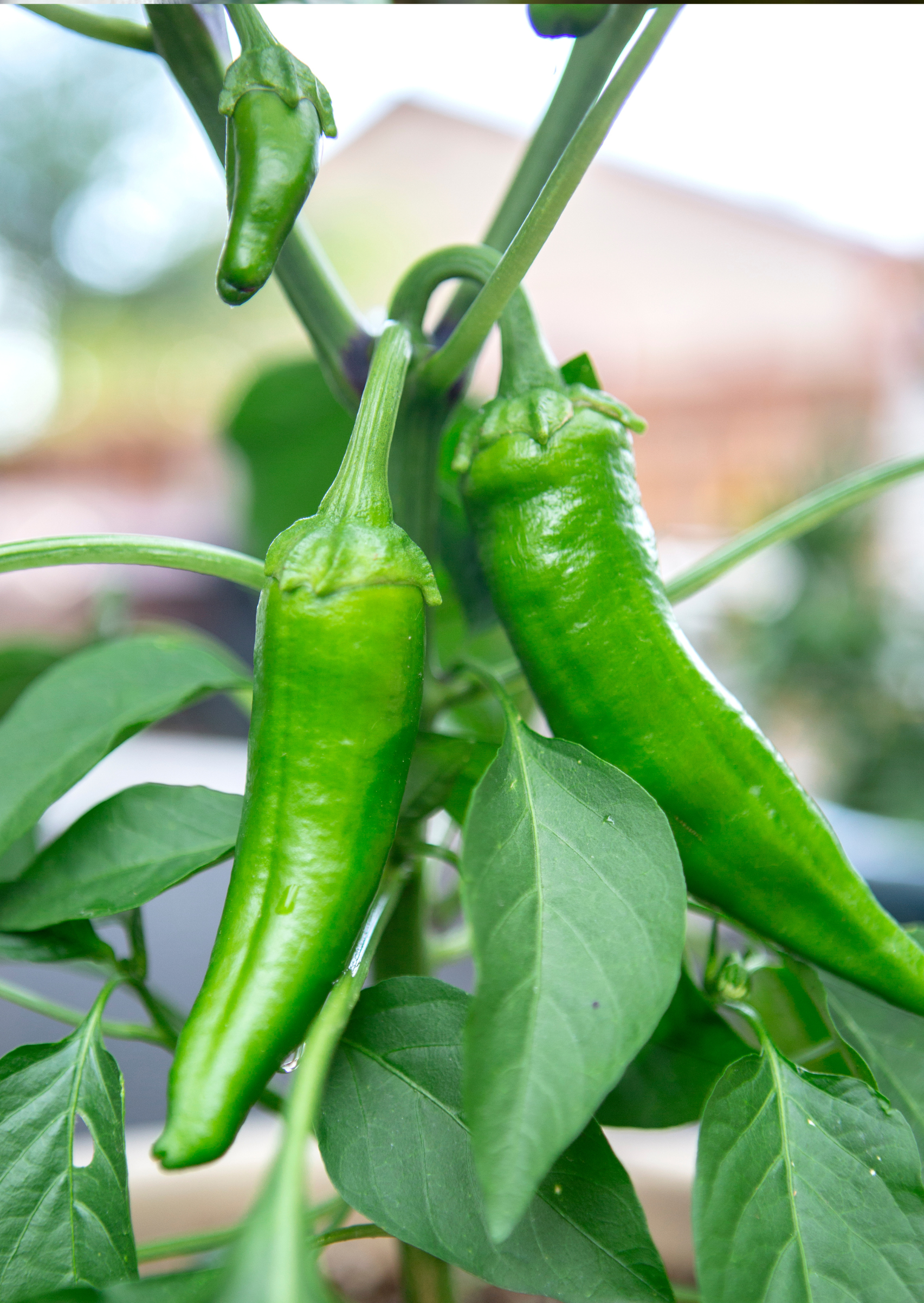 Green Anaheim Chilli Peppers on Plant in Garden