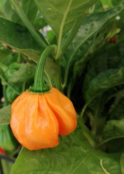 Bright orange Bahamian Goat pepper on plant, known for its intense heat and fruity flavour, growing in the Caribbean Islands.