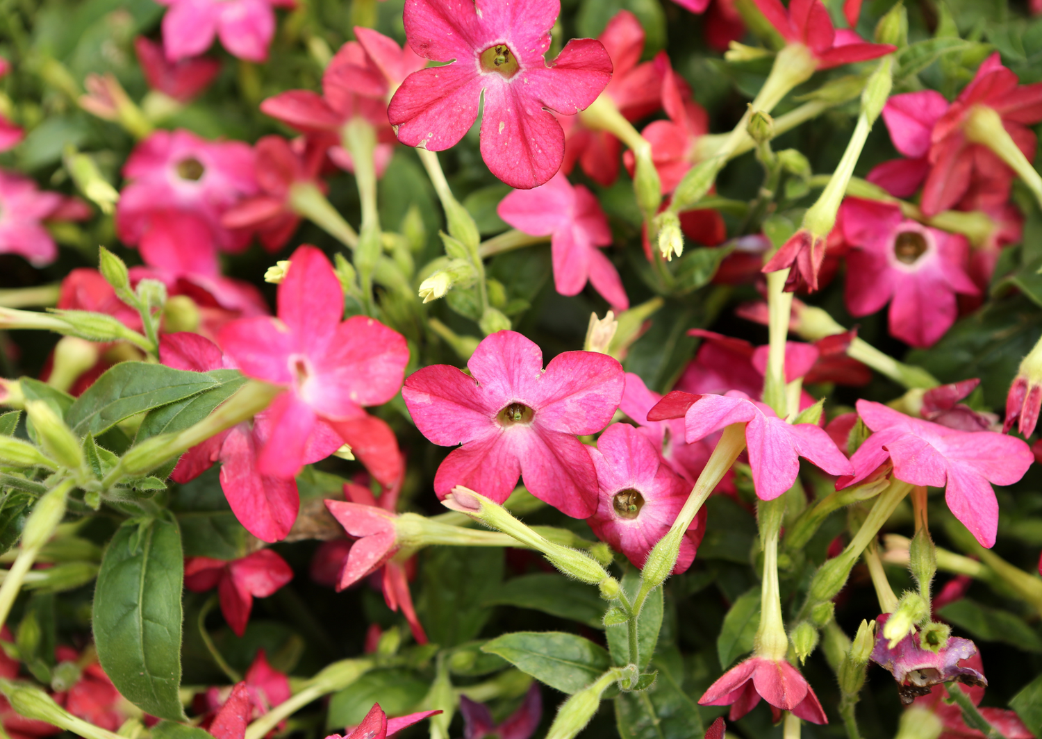 Vibrant pink Nicotiana flowers in full bloom, showcasing lush green foliage in a sunny garden setting.