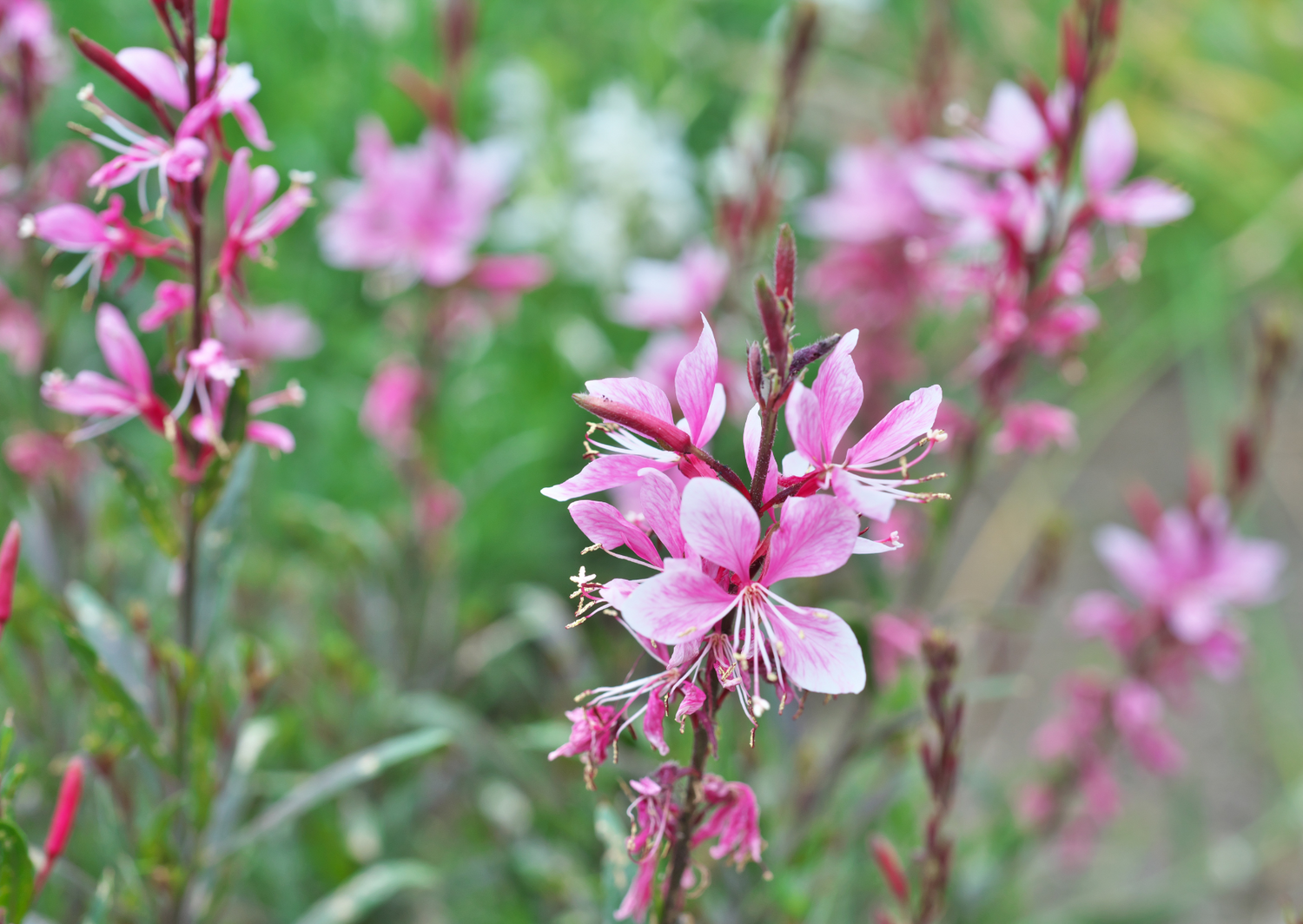 Beautiful pink Gaura flowers in full bloom, showcasing delicate petals and green foliage in a garden setting.