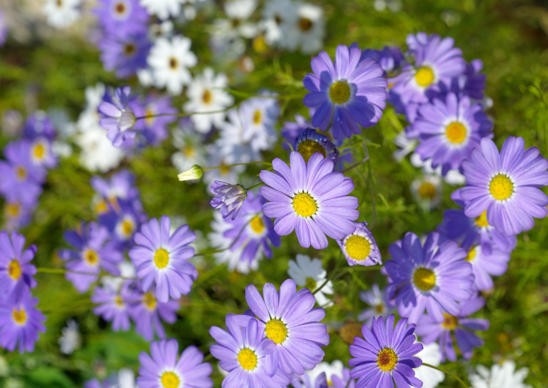 A vibrant display of purple and white flowers in a sunny garden, perfect for the Valentine&