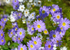 A vibrant display of purple and white flowers in a sunny garden, perfect for the Valentine&