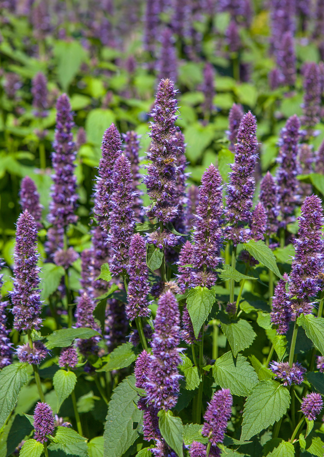 Vibrant purple flower spikes surrounded by lush green leaves in a sunny garden setting.