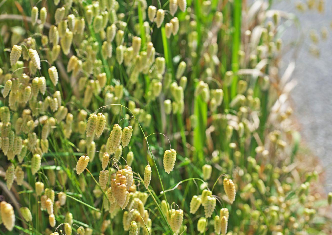 Briza Maxima - Quaking Grass