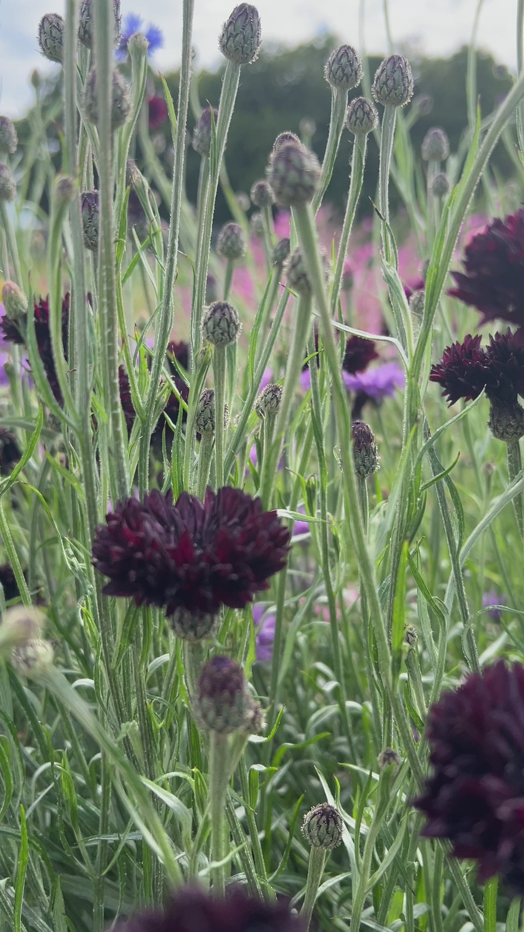 Cornflower Black Ball