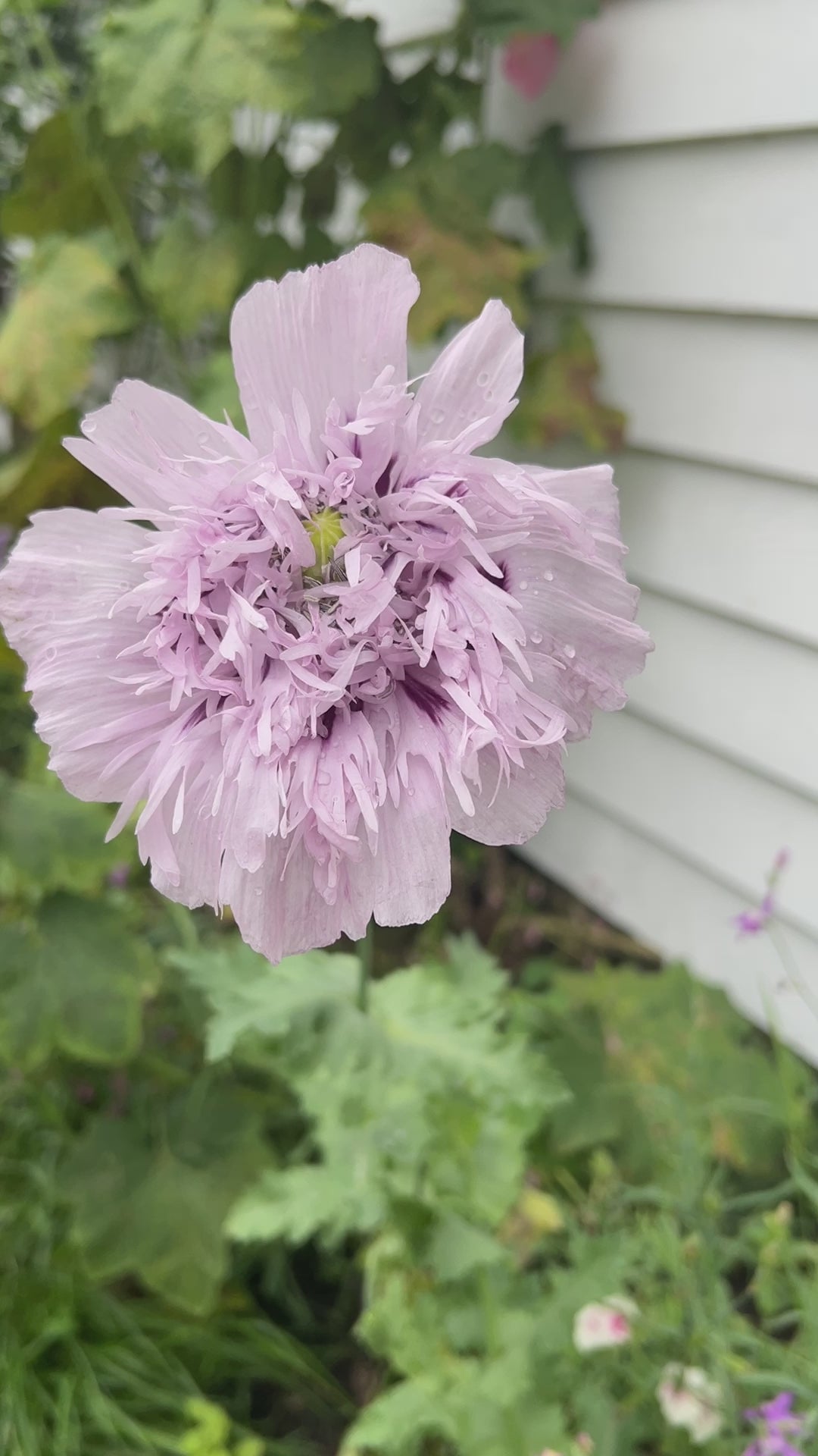 Poppy Lilac Pom Pom