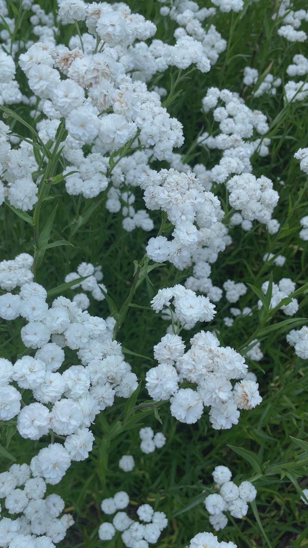 Achillea ptarmica Marshmallow