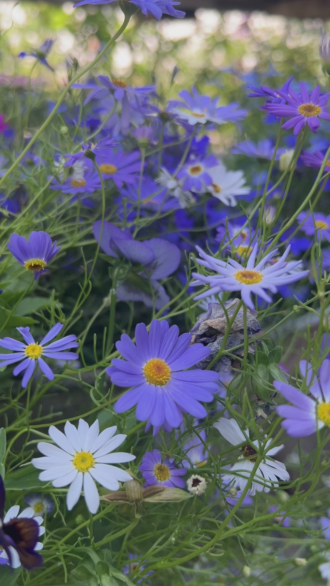 Brachycome Mix (Swan River Daisies)