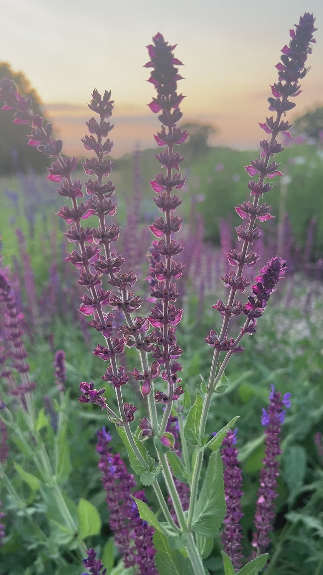 Salvia Violet Queen