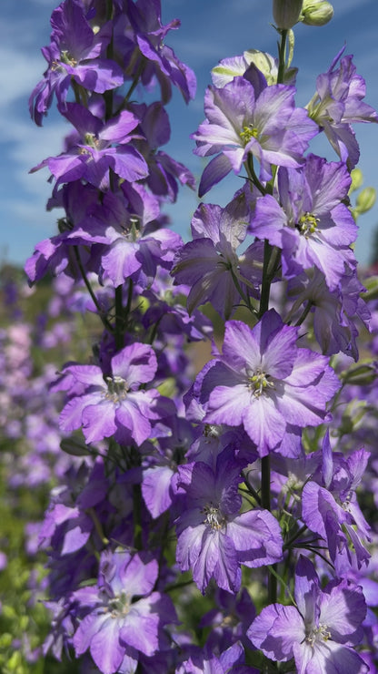 Larkspur Fancy Purple Picotee