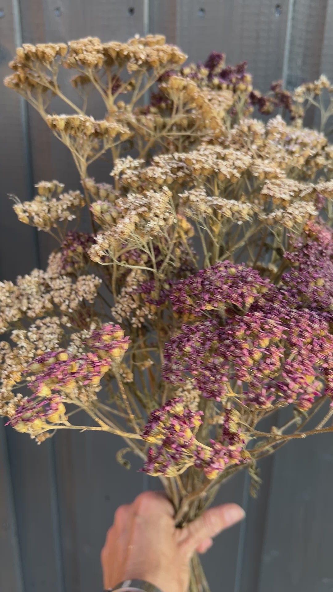 Achillea Dried