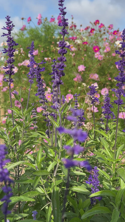 Salvia Farinacea Victoria