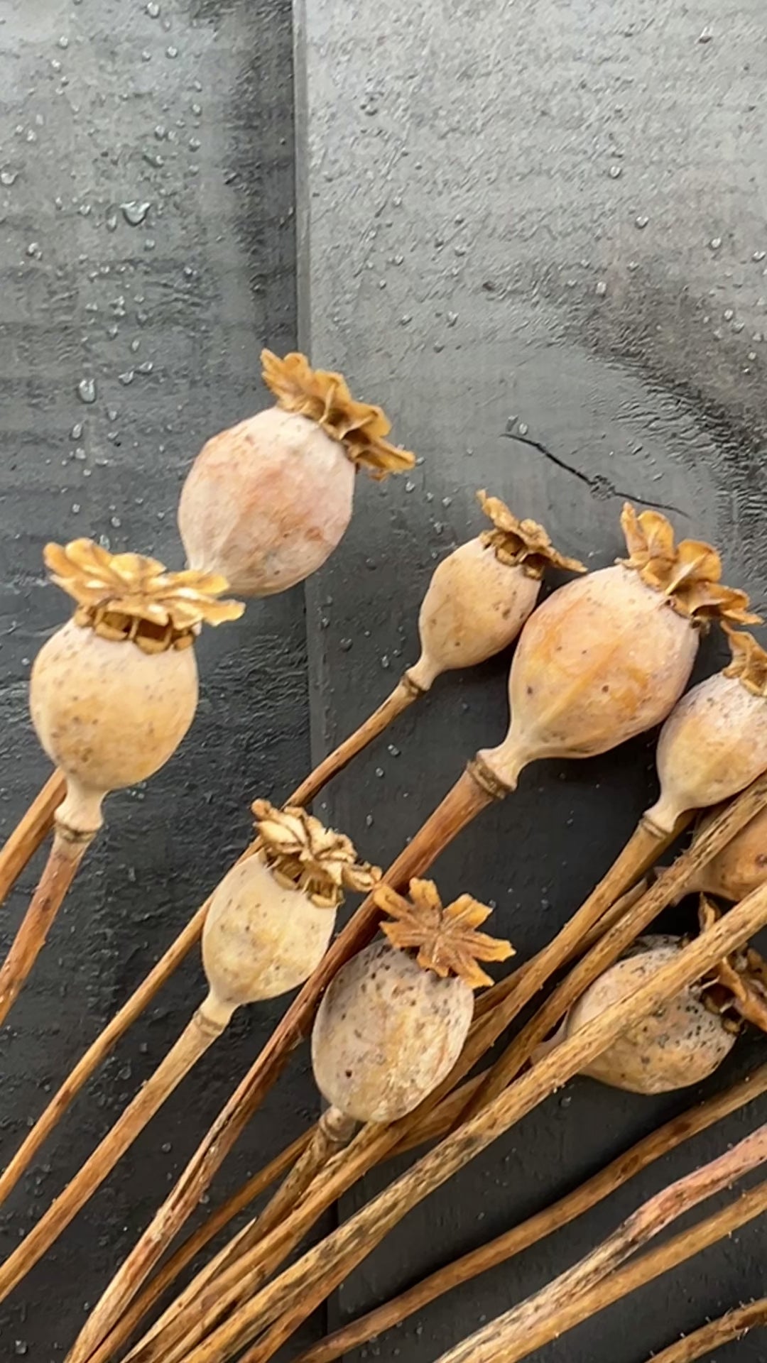 Poppy Heads Dried (Small)