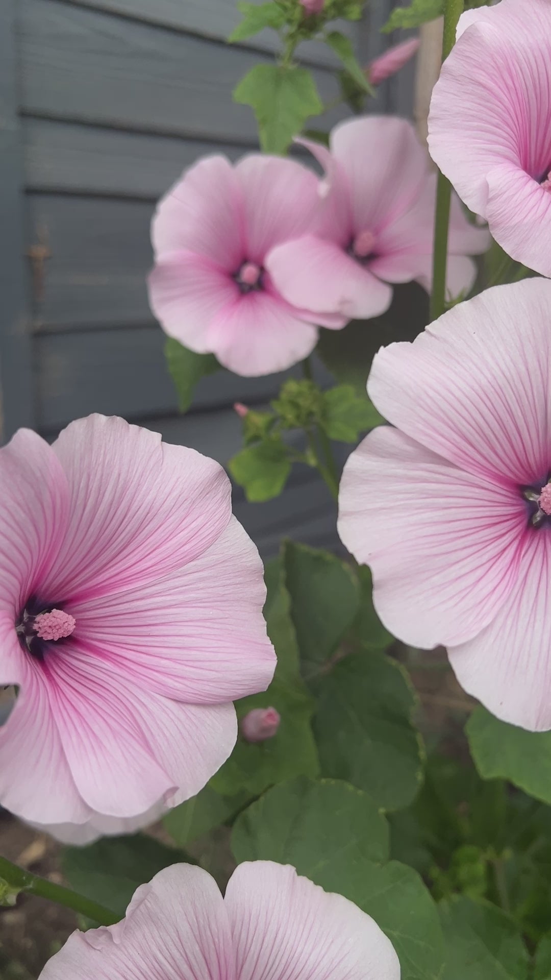 Lavatera Dwarf Pink Blush