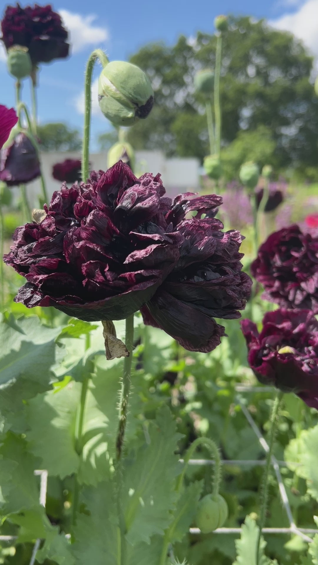 Poppy Black Peony