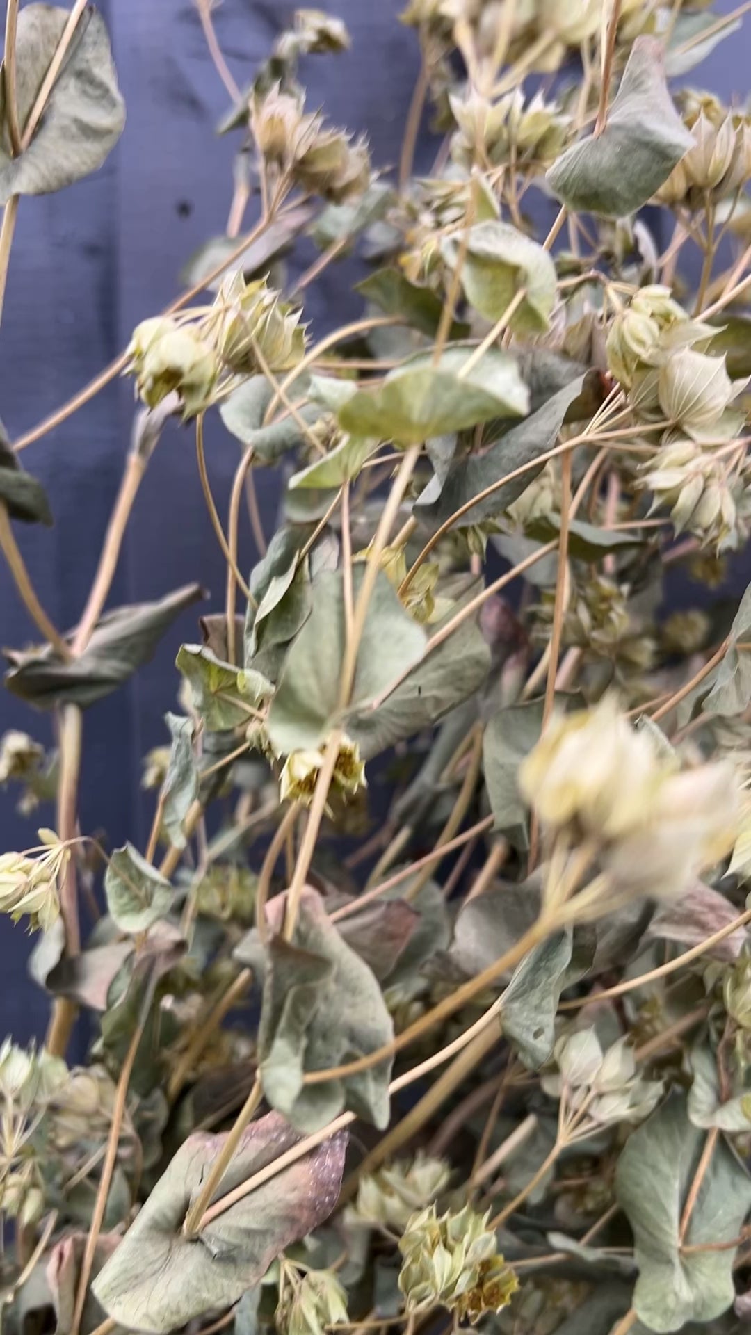 Bupleurum Griffiti Dried