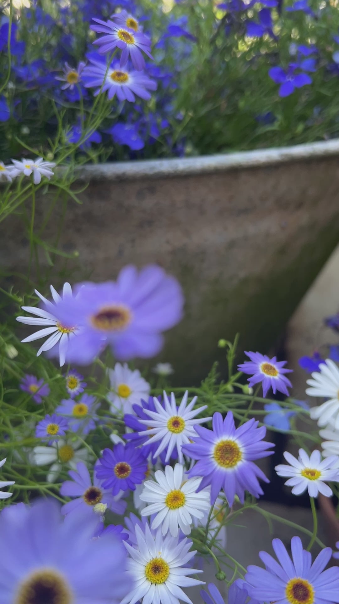 Brachycome Mix (Swan River Daisies)