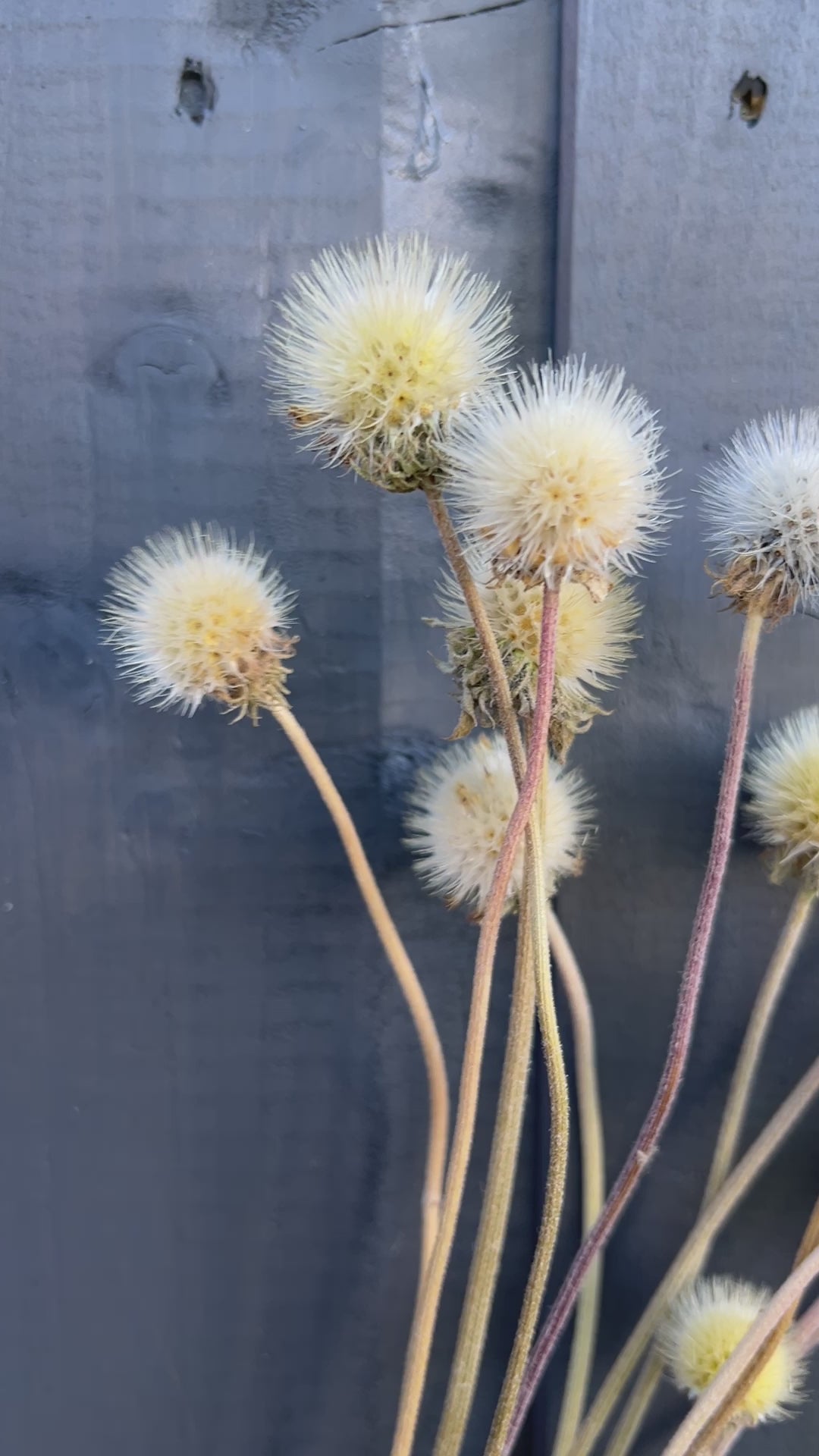 Gaillardia Seed Heads Dried