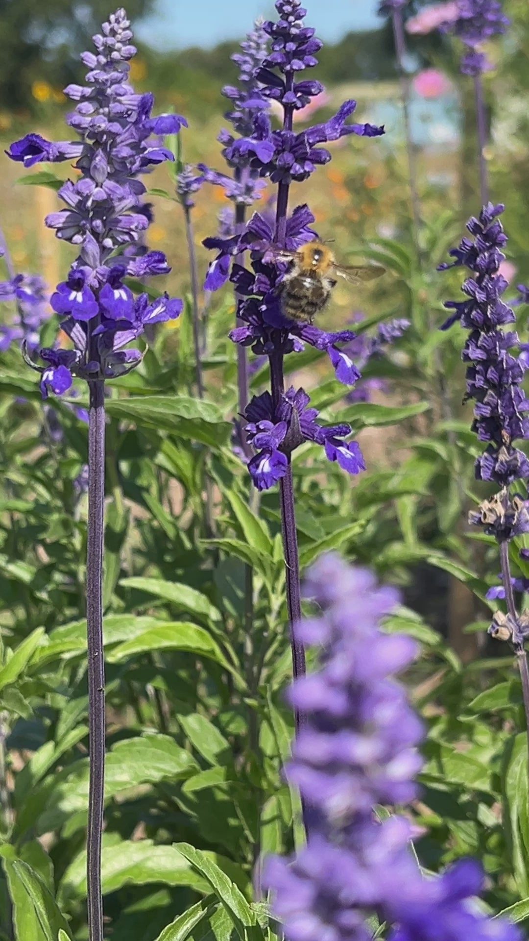 Salvia Farinacea Victoria