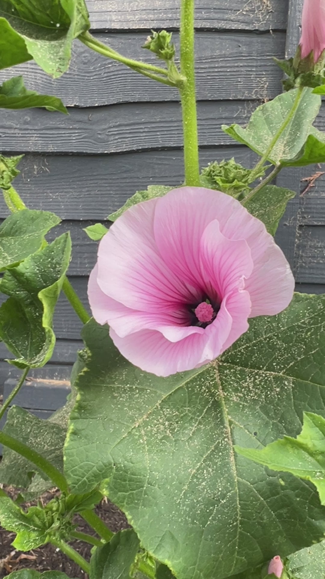 Lavatera Dwarf Pink Blush