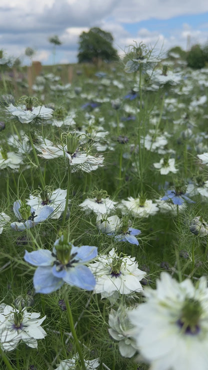 Nigella damascena &