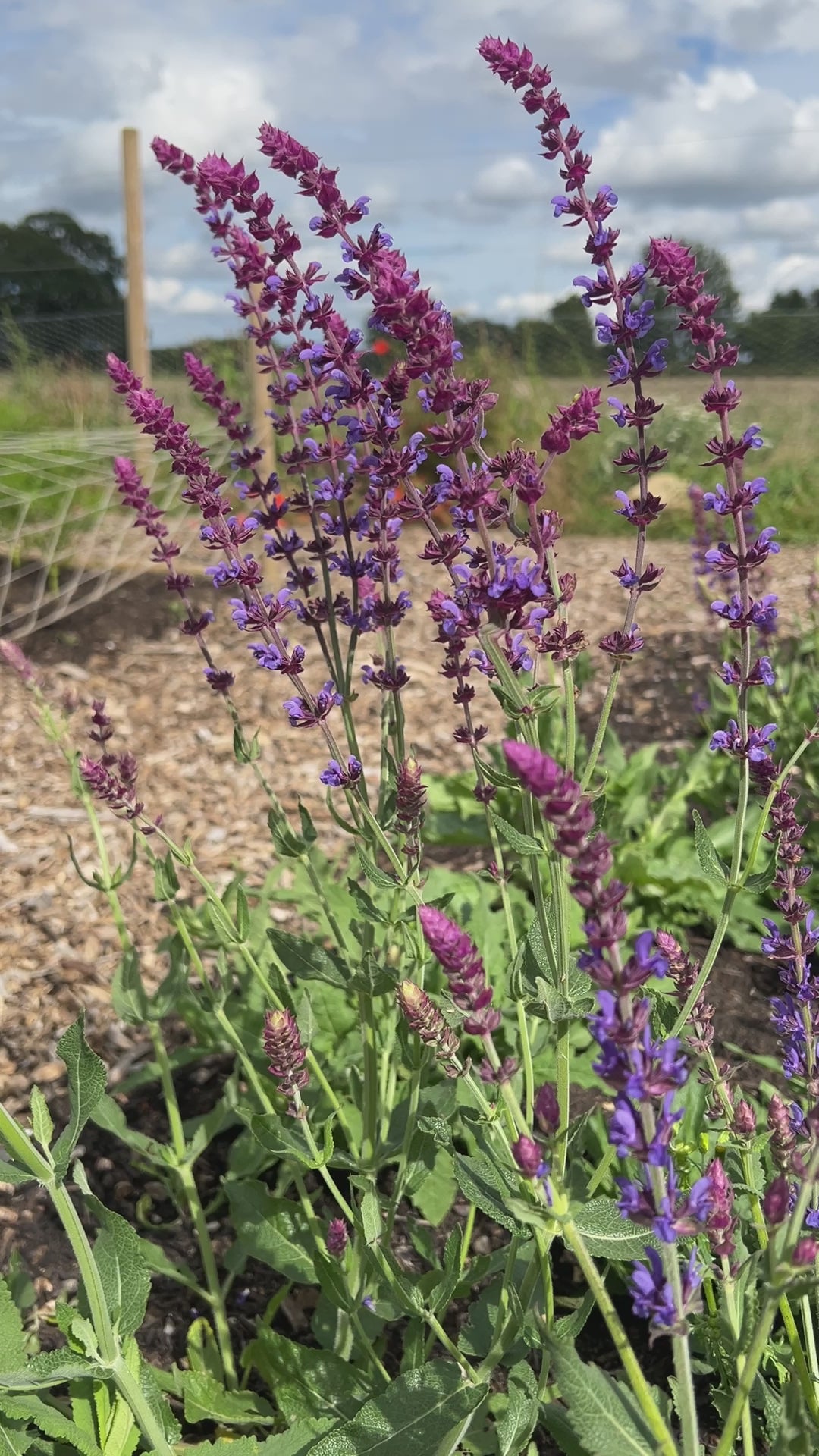 Salvia Violet Queen