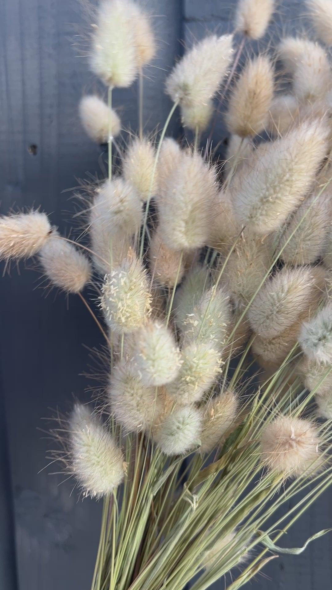 Bunny Tails Dried (Long)