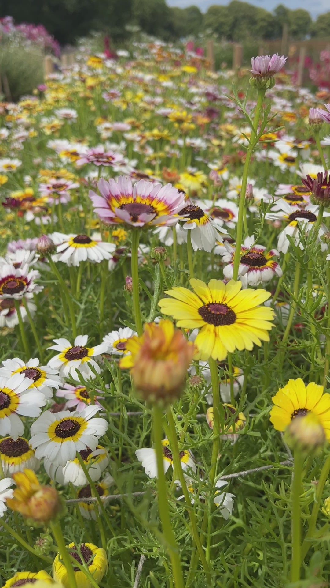 Chrysanthemum Painted Daisies