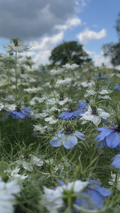 Nigella damascena &