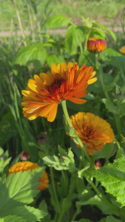 Calendula Touch of Red