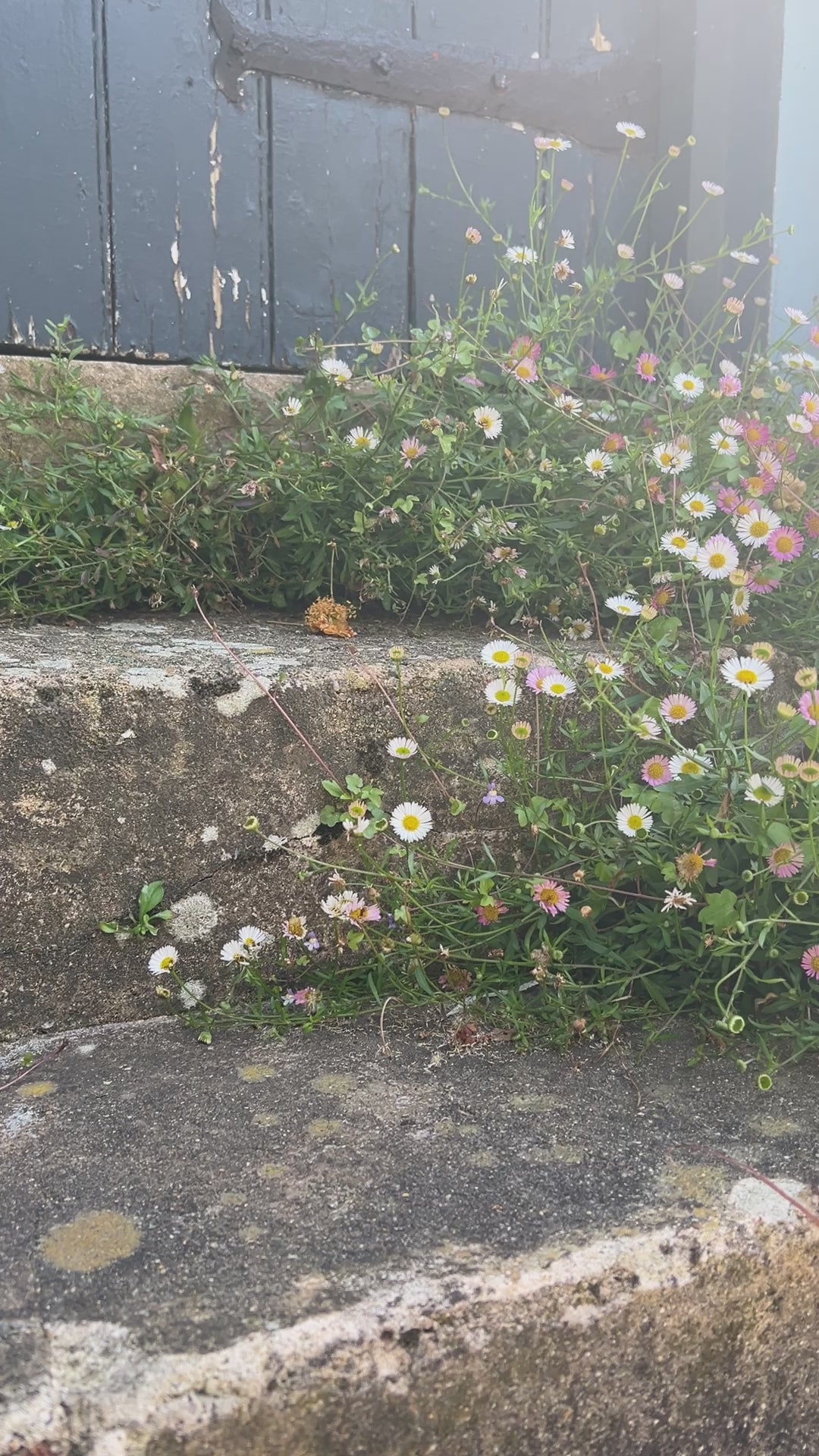 Erigeron Karvinskianus Profusion