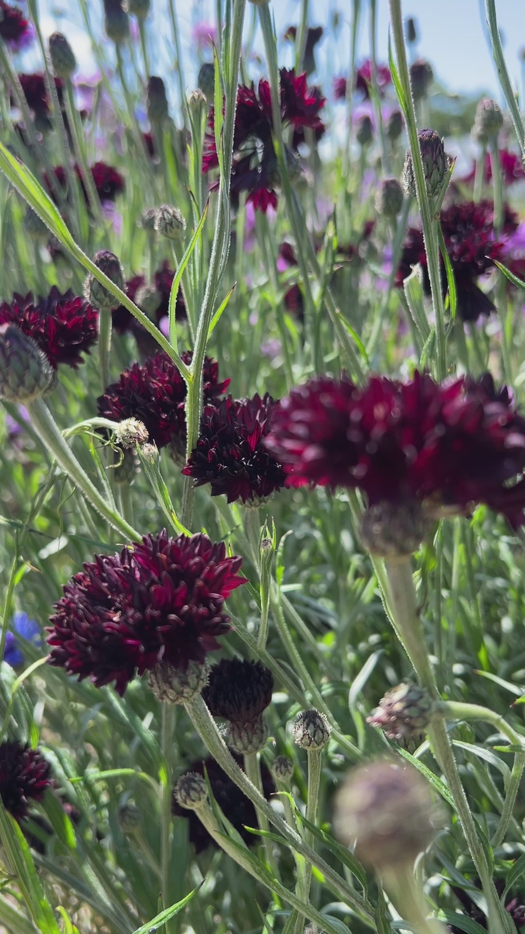 Cornflower Black Ball