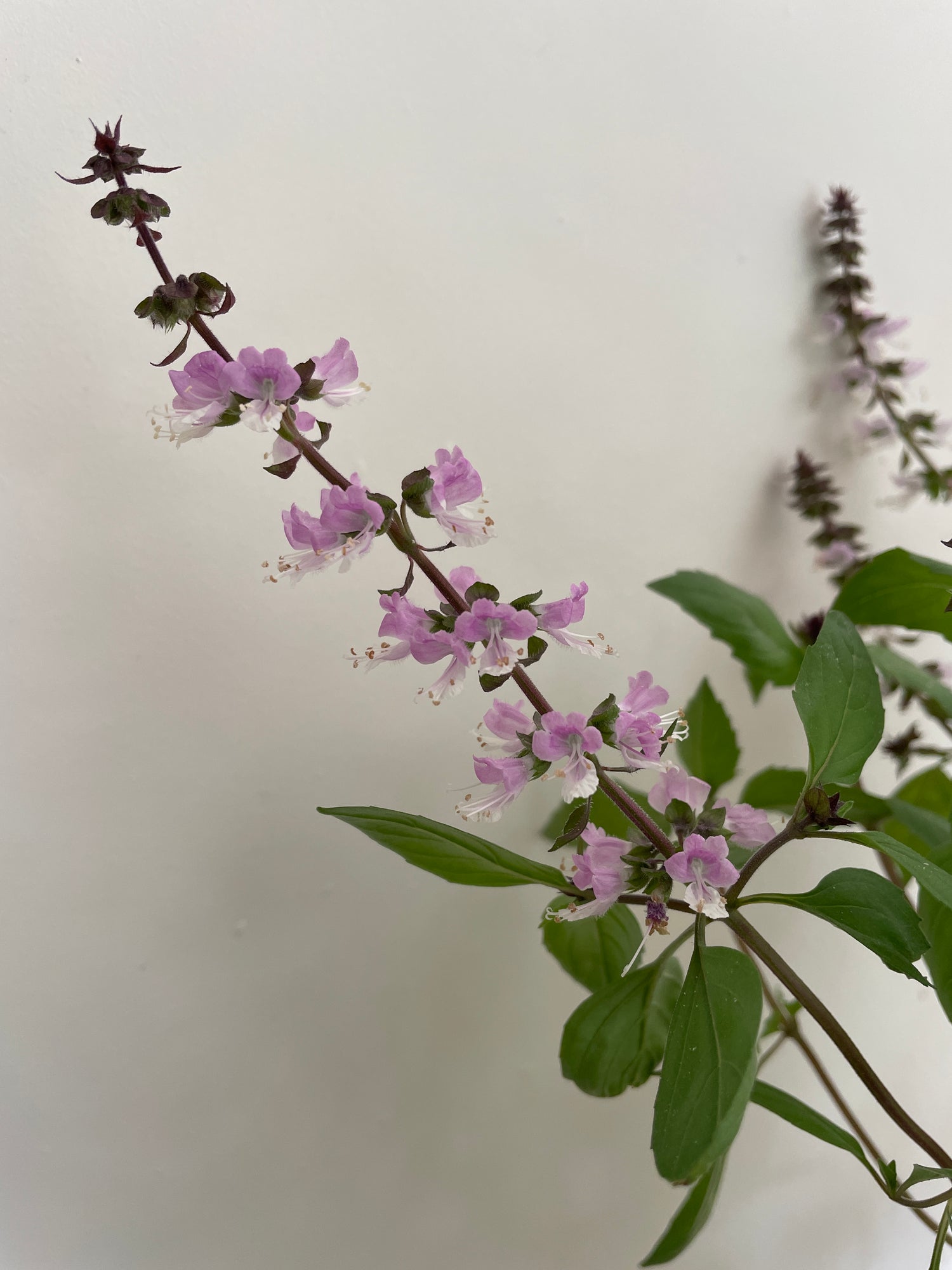 Basil Thai Large Leaf with purple flowers and green leaves against a neutral background, showcasing its aromatic qualities.